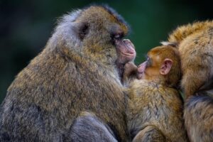 grooming mit 2 affen dargestellt